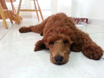 Red Poodle